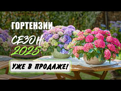 Видео: Гортензии крупнолистные 2025. Продажа саженцев