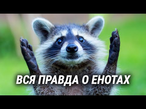 Видео: Обаятельный и коварный енот-истребитель