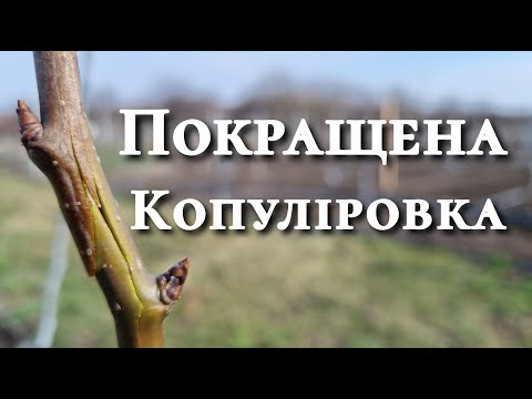 Видео: Перепрививка дерев весною. Покращена копуліровка.