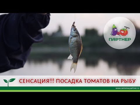 Видео: СЕНСАЦИЯ!!! ПОСАДКА ТОМАТОВ НА РЫБУ