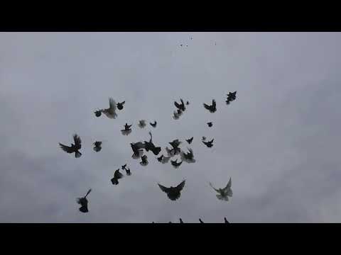 Видео: Николаевские голуби. г.Терновка 145.