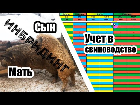 Видео: Инбридинг в свиноводстве. Что это? И как его не допустить? | Дневник ЛПХ