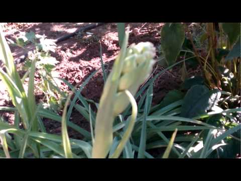 Видео: Готовим туберозу(полиантес клубненосный) к зиме