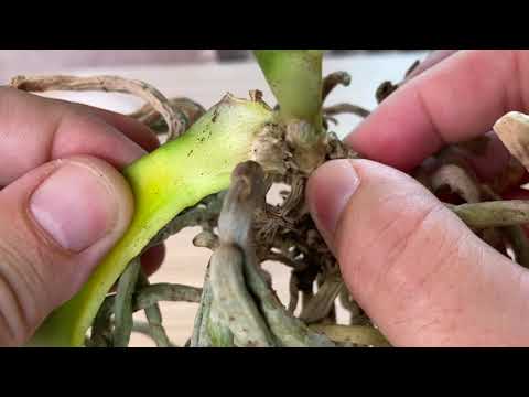Видео: ЭТО не помогло ОРХИДЕИ не все препараты для орхидей помогают в 100%