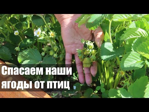 Видео: Защита клубники от птиц - натягиваем на грядки сетку