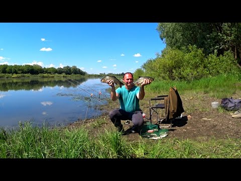 Видео: Красавцы ЯЗИ на Фидер! Рыбалка на фидер на ОКЕ!