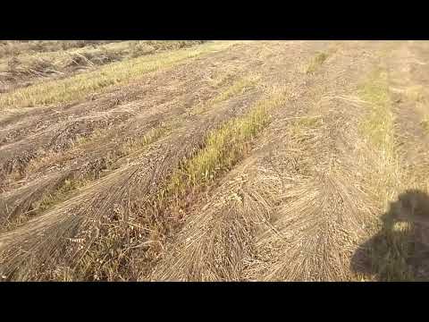 Видео: Грабли харвест wr9, сенокос 2019