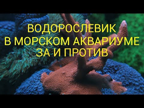 Видео: водорослевик в морском аквариуме | хетаморфа в морском аквариуме | как снизить фосфаты в аквариуме