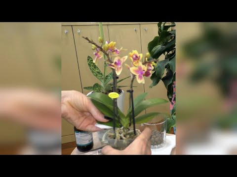 Видео: Обработка новых орхидей / Желтеющий листочек, что это может  быть? / Крепко сидит в горшке...