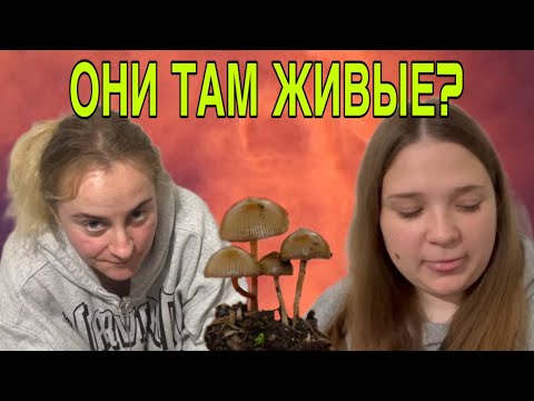 Видео: ОНИ ТАМ ЖИВЫЕ? ANYANASTYA LIFE. ОБЗОР. 