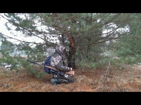 Видео: Тетерев весь на земле  Нашёл потеряшку