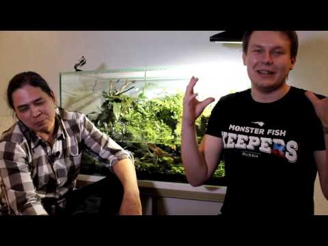 Видео: Аквариумный туризм №15 (Прекрасный паллюдариум)