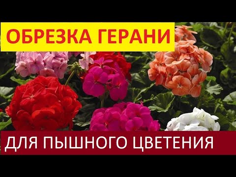 Видео: ПЕЛАРГОНИЯ (ГЕРАНЬ) БУДЕТ ПЫШНЫМ КУСТОМ сделайте так для пышного цветения герани