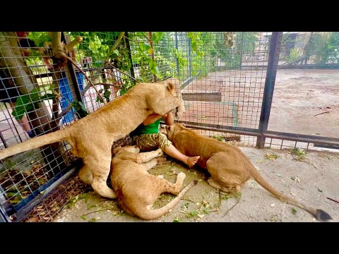 Видео: ОЧЕНЬ ЭКСТРЕМАЛЬНО! Лев Шерхан прыгнул на меня и повалил, пока остальные львы держали Олега Зубкова!