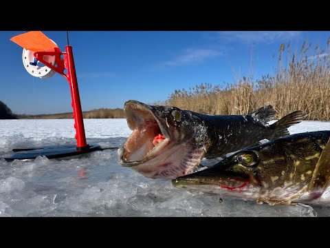Видео: Моя Первая Рыбалка На Щуку Зимой С Жерлицами, Вот Это Азарт! Такая Рыбалка Мне Нравится