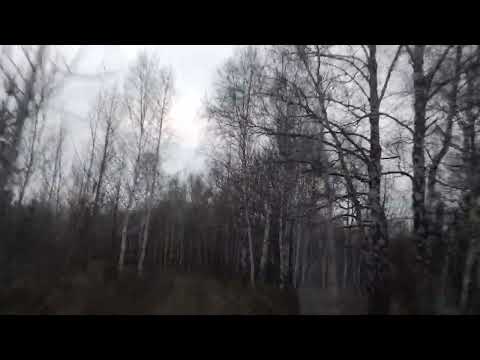 Видео: Лесная дорога за селом Садовка (Балтайский район)