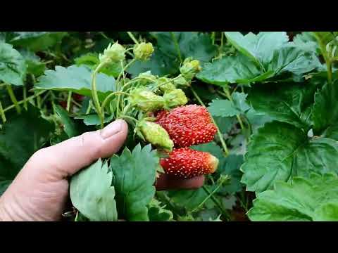 Видео: 🍓Краткий обзор моих сортов клубники +- и ловля крота 🍓