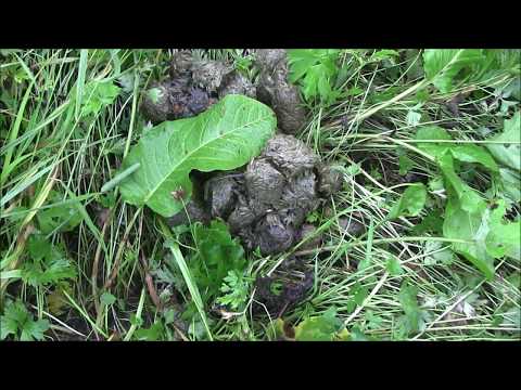 Видео: Охота на медведя, выстрел и попадание кадре!