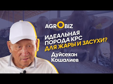 Видео: Швицкая порода коров в Казахстане: плюсы и минусы, уход за КРС и надои | Какпатас-Кордай | ElDala