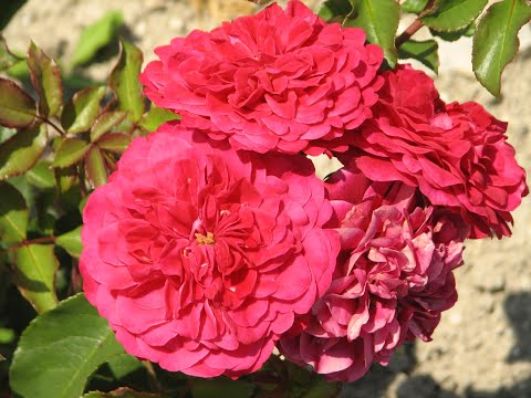 Видео: обрезка спреевых роз , питомник роз полины козловой rozarium.biz, pruning spray roses