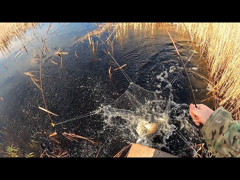 Видео: ПОДЪЕХАЛ К РАЗЛИВУ И ОФИГЕЛ! РЫБА ЛЕЗЕТ НА БЕРЕГ! ПАУК- ВИНТОМ, КАМЫШ- ХОДУНОМ. Рыбалка на паук 2025