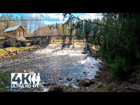 Видео: Утро в весеннем лесу. Прогулка по лесной дороге к старой финской гидроэлектростанции 4K