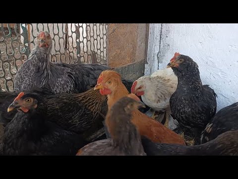 Видео: Пастила готова😋👍 Соединили молодок с курочками 🐔🐥 Сколько выросло миндаля 🥜Дальнейшие планы🏡