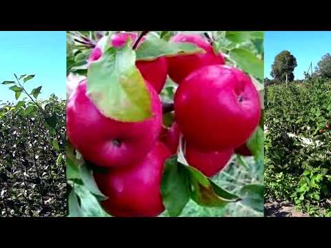 Видео: Продажа саженцев ЯБЛОНИ