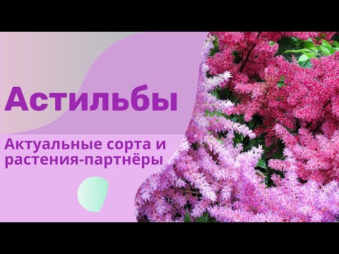 Видео: Астильбы - самые актуальные сорта и сочетания