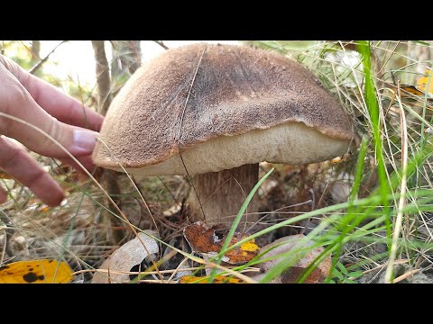 Видео: За грибами. Большие грибы, маслята, подберезовики. Грибы 2025