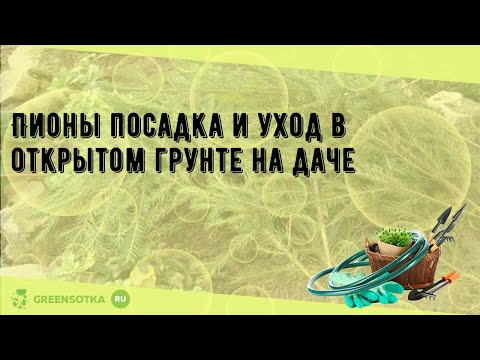 Видео: Пионы посадка и уход в открытом грунте на даче