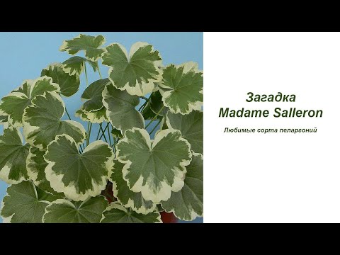 Видео: Загадка Madame Salleron. Любимые сорта пеларгоний