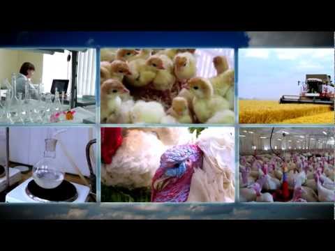 Видео: Индейка Ставрополья