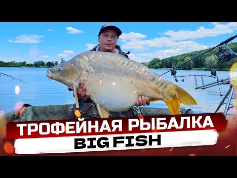 Видео: Трофейная рыбалка! Карпы монстры!!! Водоем Big Fish!