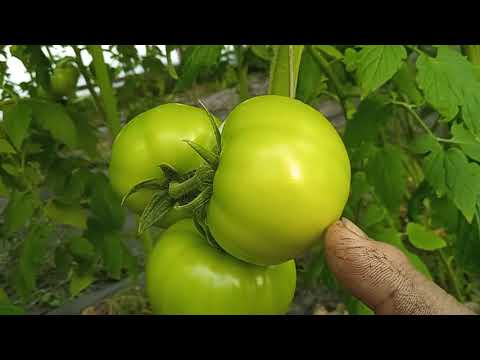 Видео: Как перевести развитие помидора с вегетативного в генеративный и не только....