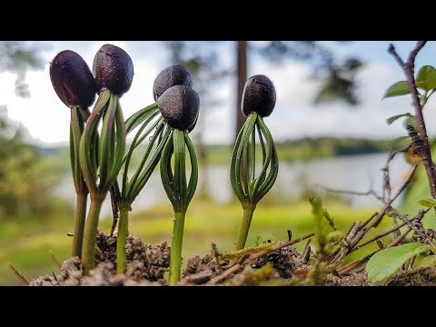 Видео: Как вырастить кедры из орешков в домашних условиях