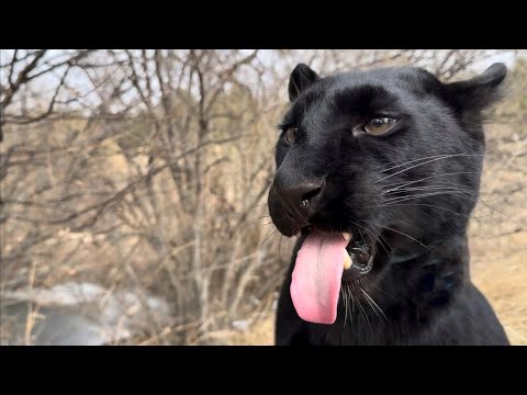 Видео: Исследуем болота с пантерой Луной и изучаем новые запахи 🤣