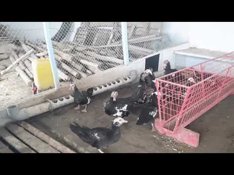 Видео: Бу богни кайси бог дерлар