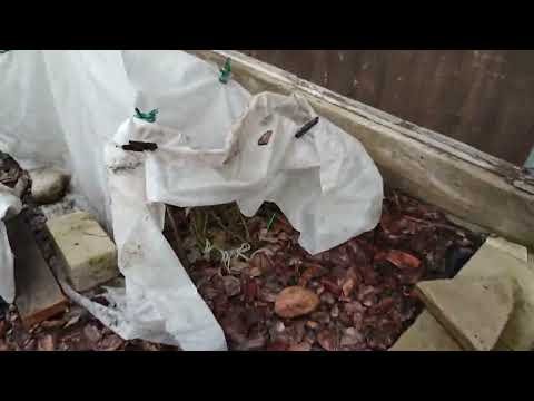 Видео: Стоит ли уже раскрывать розы или ещё нет?