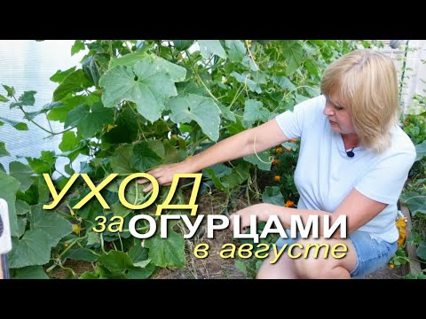 Видео: Как продлить ПЛОДОНОШЕНИЕ ОГУРЦОВ до заморозков! Советы от ЗЕЛЕНОГО ОГОРОДА!