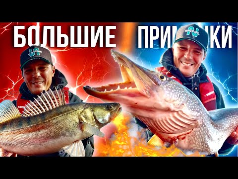 Видео: РУКИ ДРОЖАТ ОТ ТАКИХ ПОКЛЁВОК! РЫБАЛКА НА БОЛЬШИЕ ПРИМАНКИ! СУДАК И ЩУКА!