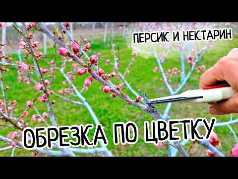 Видео: Обрезка персика на урожай! ПОНЯТНО и ПРОСТО. Как делать обрезку персика весной начинающим! Нектарин.