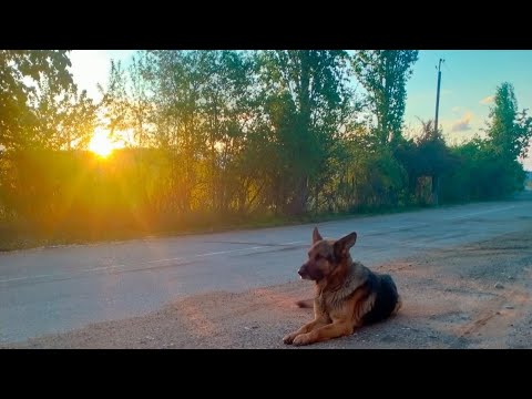 Видео: Не уберег немца (покупка ходовой масла и краски)