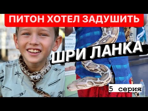 Видео: #5 НА ШРИ ЛАНКЕ ДОЧЬ ПИТОНА ХОТЕЛА ЗАДУШИТЬ😱#шриланка #хиккадува #travel #путешествие