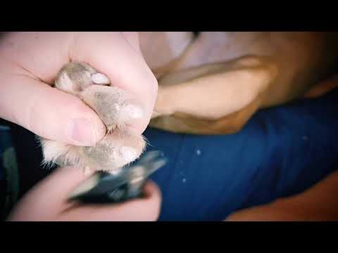 Видео: Стафф!!! Правильная стрижка когтей. Агрессия?!