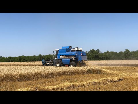 Видео: Уборка пшеницы 2021г! КЗС-9.1 СЛАВУТИЧ.