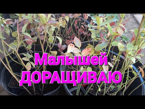 Видео: ОБЯЗАТЕЛЬНО ДОРАЩИВАЮ маленькие саженцы голубики!!!!