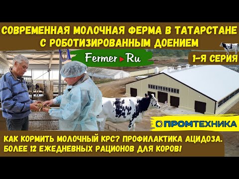 Видео: Рационы для молочного КРС. Роботизированное или ручное доение? Молочная ферма с роботом Волшебник.