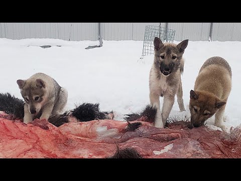 Видео: Щенки на шкурах