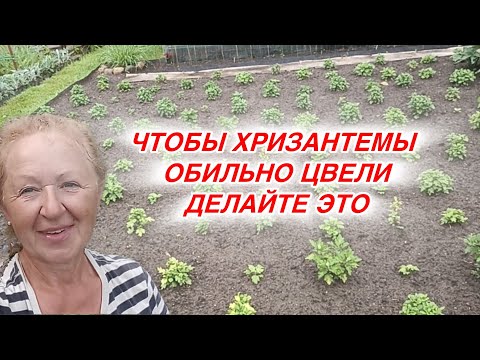Видео: Пересадка хризантем. Основные правила при пересадке хризантем.